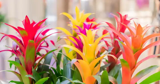 Jak często podlewać kwiat bromelia, aby uniknąć jej uschnięcia?