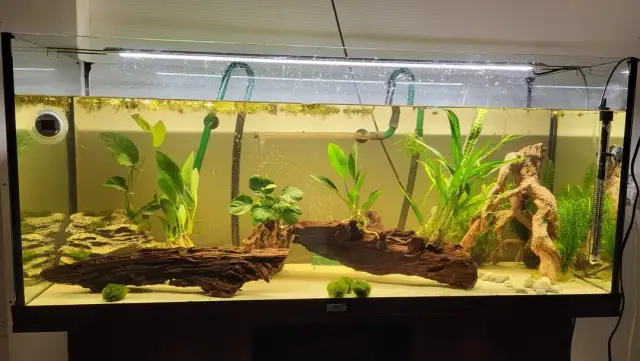 Jak urządzić akwarium dla aksolotla, aby uniknąć najczęstszych błędów