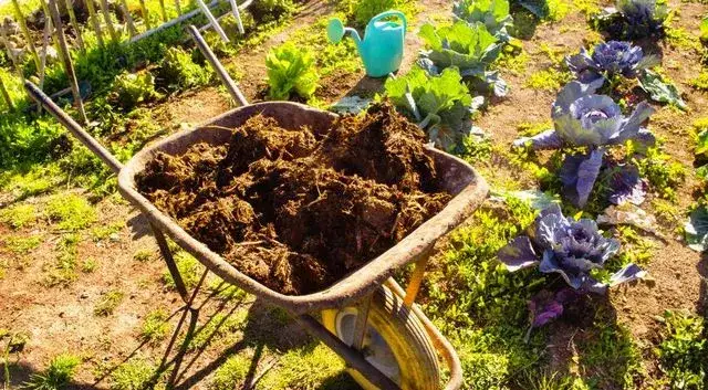 Nawóz koński pod jakie rośliny - najlepsze wybory i ukryte pułapki