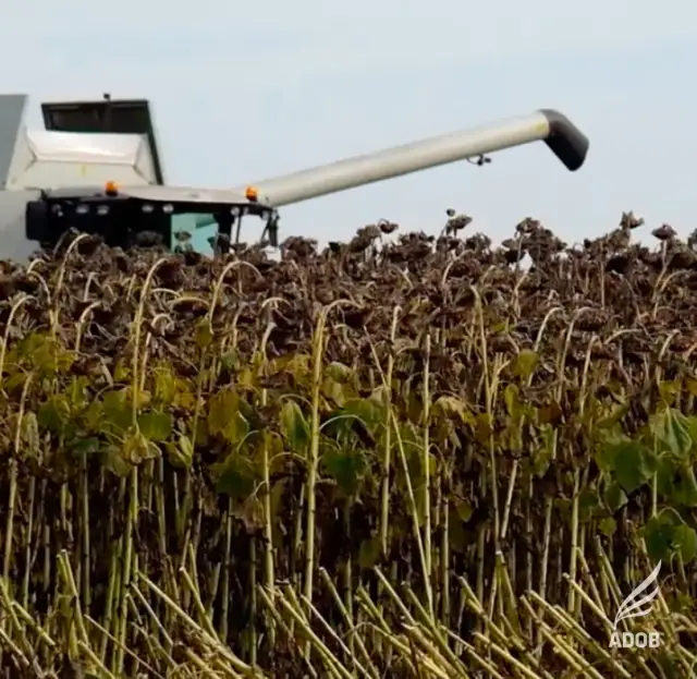 Słoneczniki w Polsce: Kiedy kwitną i kiedy zbierać plony?