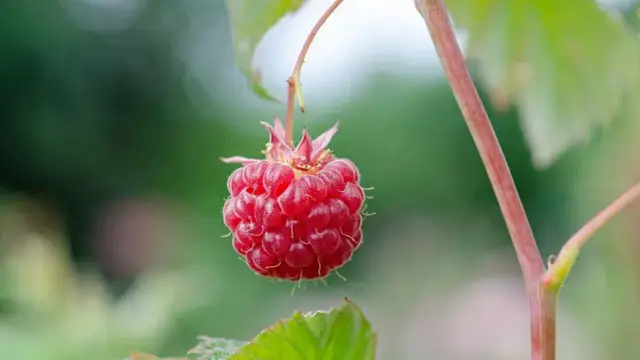 Kiedy sadzić maliny do gruntu, aby uniknąć problemów z plonami?