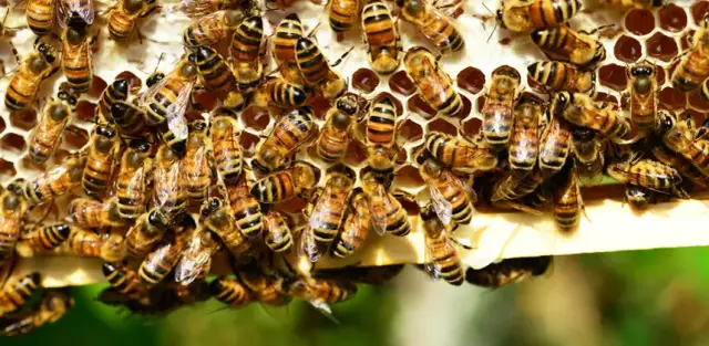 Jak rozmnażają się pszczoły? Odkryj sekrety ich życia i rozmnażania