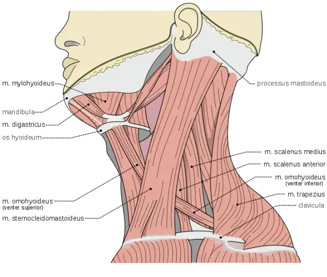 Todo lo que necesitas saber sobre los músculos del cuello y su función