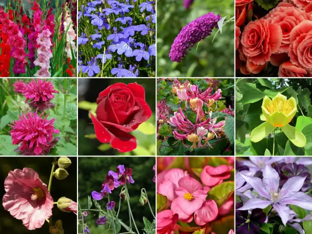 Jakie kwiaty kwitną w lipcu? Odkryj sekrety bujnego ogrodu!