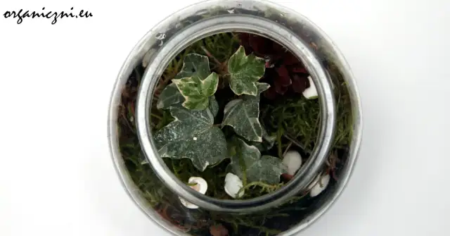 Jak stworzyć las w słoiku w przedszkolu i nauczyć dzieci ekologii