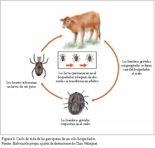 Cómo son los huevos de la garrapata: características sorprendentes y riesgos