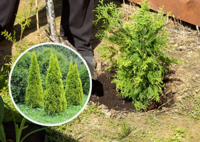 Kiedy sadzić tuje, aby uniknąć błędów i zapewnić ich wzrost