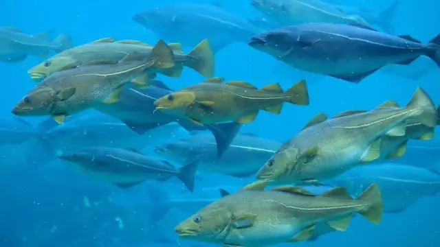 Co żyje w Morzu Bałtyckim? Fascynujący świat ryb i ssaków morskich