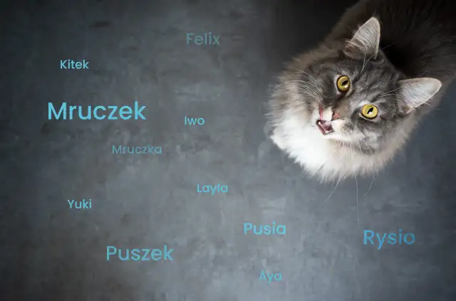 Jak nazwać kotkę? 100+ inspiracji i porady, by wybrać idealnie!