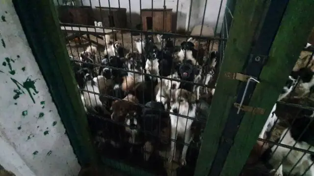 Gdzie zgłosić nielegalną hodowlę? Zmień los zwierząt już dziś