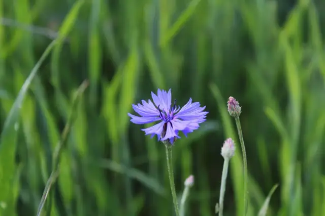 Fioletowy chaber kwitnący na tle zielonego zboża.