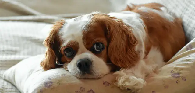 Cavalier King Charles Spaniel - ile sierści gubi i jak dbać o futro