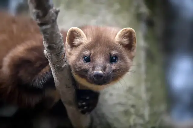 Jak pozbyć się kuny z poddasza - skuteczne metody i porady