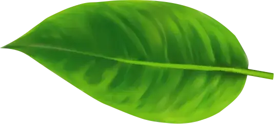 Fantic napoje - naturalne smaki, które pokochasz bez sztucznych dodatków