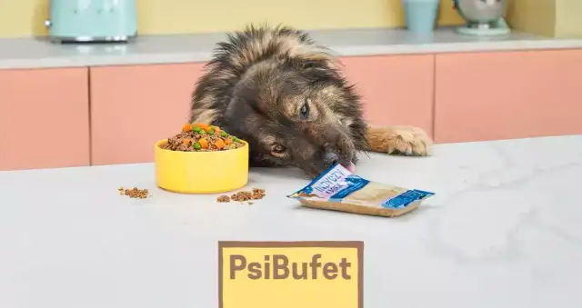 Co kupić dla psa na początek, aby zapewnić mu komfort i bezpieczeństwo