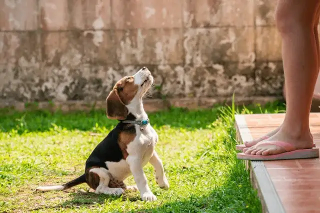 Jak oduczyć psa skakania na gości i poprawić jego zachowanie