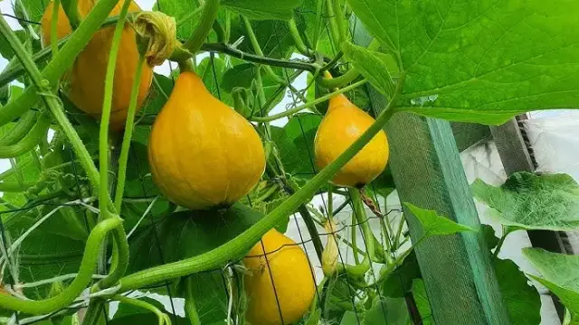 Gdzie sadzić dynie, aby uniknąć błędów i zapewnić idealne warunki