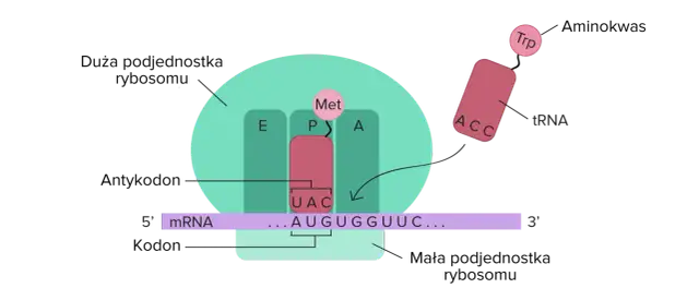 Transkrypcja i translacja: od DNA do białka pełny przewodnik