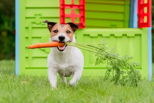 Czy pies może jeść surową marchewkę? Odkryj korzyści i ryzyka