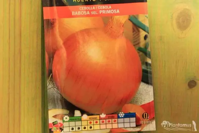 Cebolla babosa: cuándo se planta para obtener la mejor cosecha