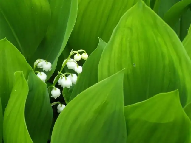 Jak sadzić konwalie w ogrodzie: porady i wskazówki dla początkujących