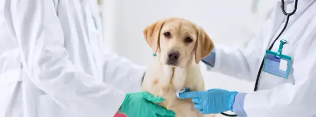 Was kostet tierarzt notdienst? So vermeiden Sie hohe Notarztkosten