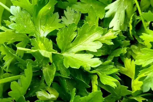 Jak siać pietruszkę naciową w doniczce, by uniknąć błędów w uprawie