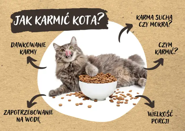 Czy kot może jeść makaron? Weterynarz wyjaśnia ryzyka i alternatywy