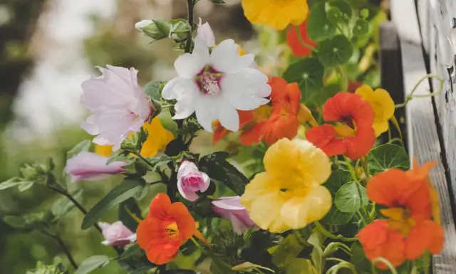 Kiedy siać kwiaty na rozsady? Sprawdź najlepsze terminy i porady