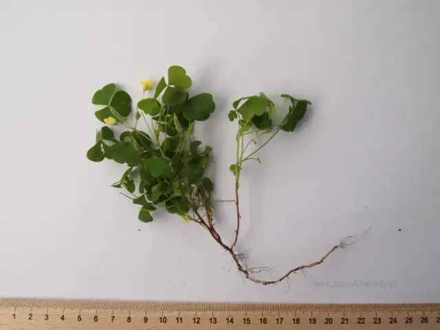 Chwasty z żółtymi kwiatami: jak je rozpoznać i skutecznie zwalczać