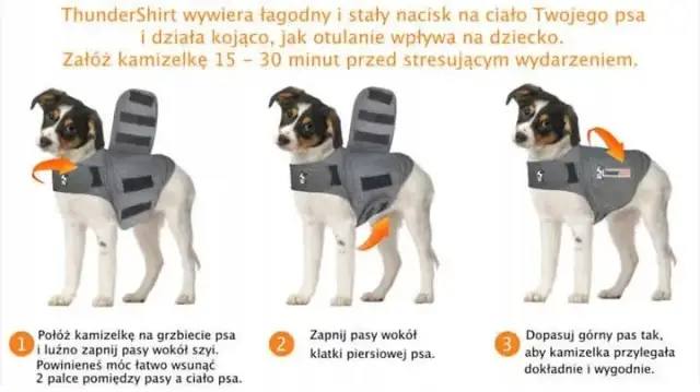 Co kupić dla psa? Niezbędne akcesoria, które ułatwią życie zwierzakowi