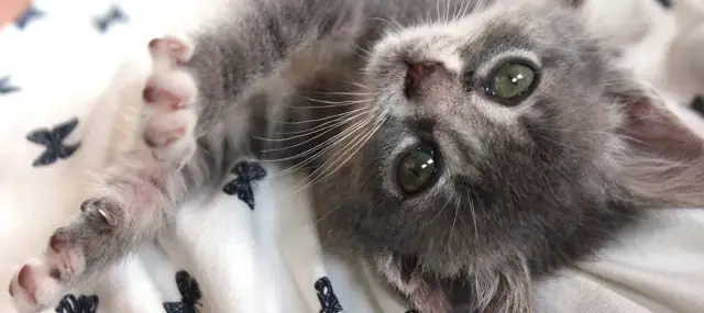 Jak karmić kotkę: kluczowe wskazówki dla zdrowego wzrostu kociąt