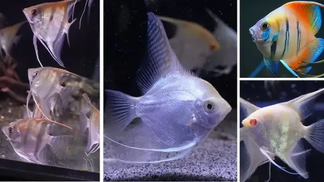 Jak długo żyją skalary? Odkryj sekrety ich długowieczności