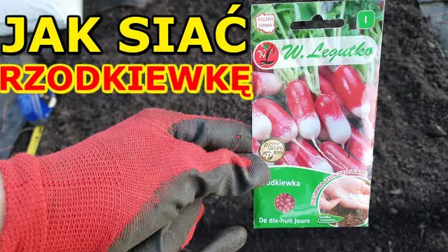 Kiedy siać rzodkiewkę? Kalendarz siewu dla obfitych plonów
