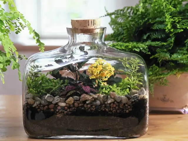 Jak zrobić ogród w szkle - krok po kroku, uniknij najczęstszych błędów