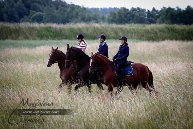 Stadnina Koni Bieńko Żabno: Twój Przewodnik po Jeździectwie