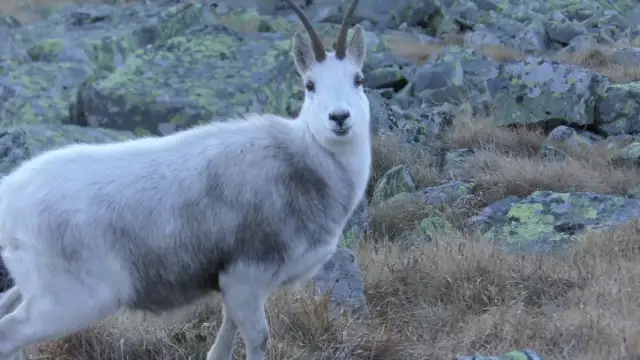 Symbol Tatrzańskiego Parku Narodowego: Kozica tatrzańska i jej znaczenie
