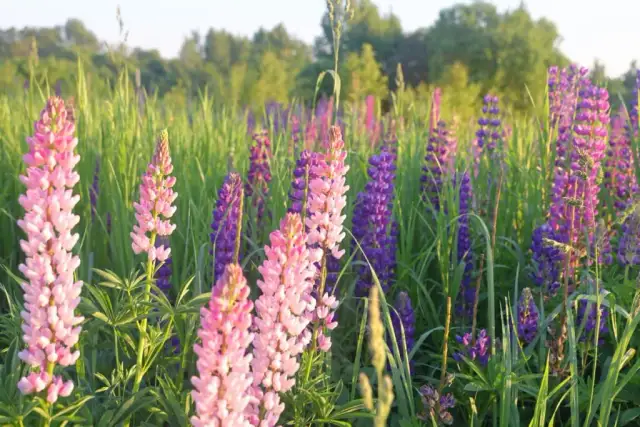 Kiedy siać łubin? Poznaj najlepsze terminy dla różnych upraw