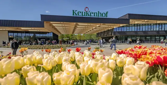 Keukenhof kiedy najlepiej jechać, aby zobaczyć tulipany w pełnym rozkwicie