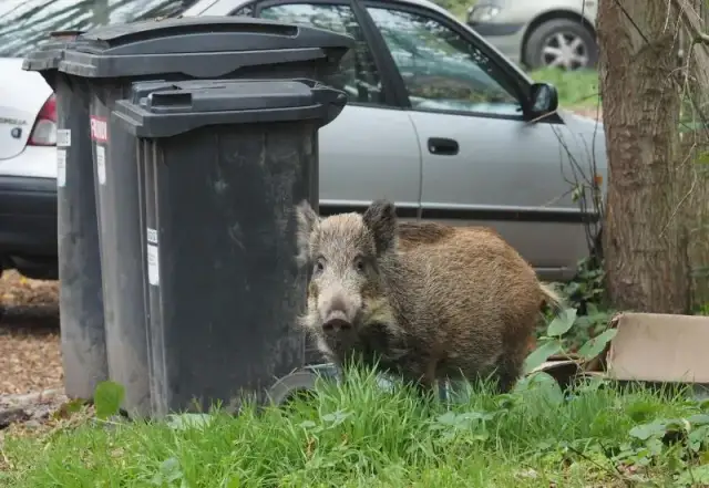 Co robić, gdy dziki na osiedlu stanowią zagrożenie dla bezpieczeństwa?