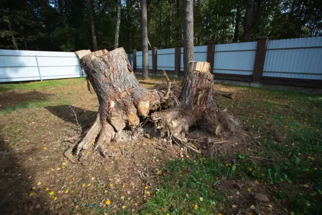 Wycinka drzewa na działce bez zezwolenia? Sprawdź, kiedy możesz to zrobić!