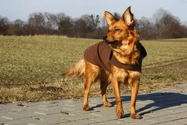 Jak uszyć ubranko dla psa krok po kroku i zaoszczędzić na zakupach