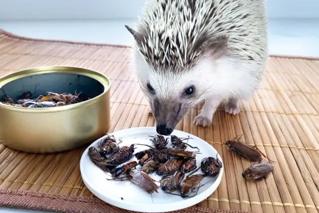 Jeż z zaciekawieniem spogląda na talerz pełen owadów. To pokazuje, czym karmić jeża, gdy potrzebuje białka.