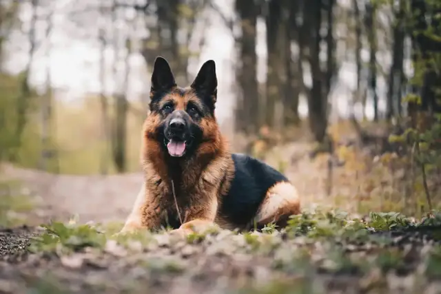 Żywienie owczarka niemieckiego: Klucz do zdrowia, sierści i długiego życia