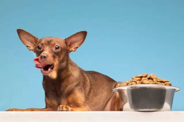 Ile karmy dla psa kalkulator – oblicz idealną ilość dla zdrowia pupila