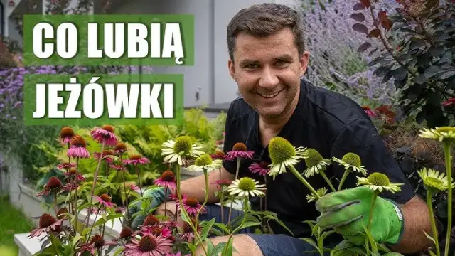 Sadzenie jeżówki krok po kroku: Sekrety bujnego kwitnienia w ogrodzie