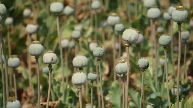 Zielone, niedojrzałe makówki na łodygach, w tle zamazane liście i inne makówki.