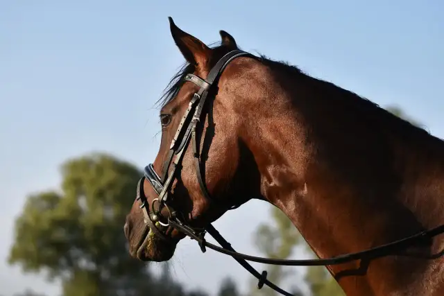 Praca w stadninie koni - poznaj wymagania i zarobki w tej branży