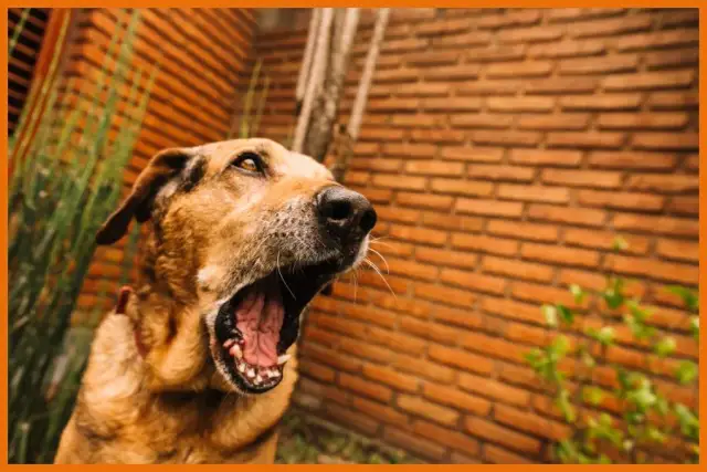 Szczekający pies w bloku – jak skutecznie zgłosić hałas?