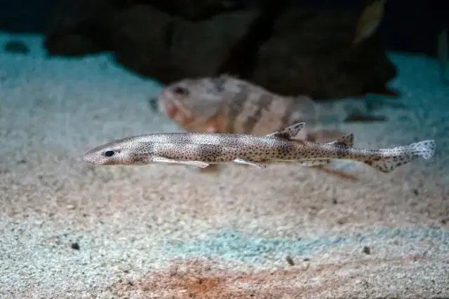 Czy w Bałtyku są rekiny? Rzadkie gatunki i ich bezpieczeństwo dla ludzi